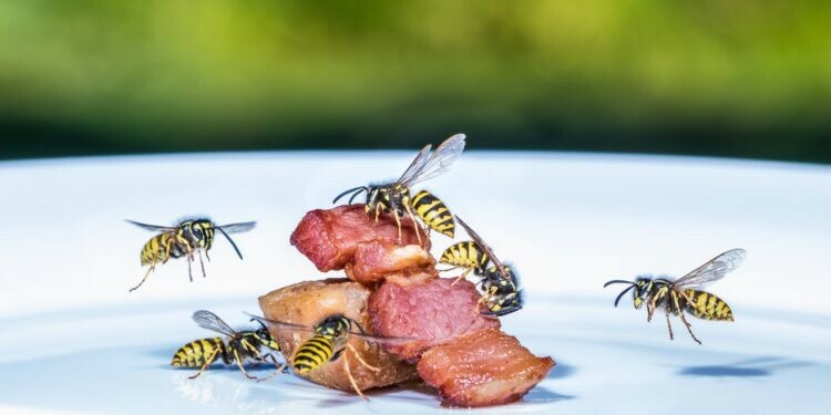 Wespen fliegen auf Fleisch