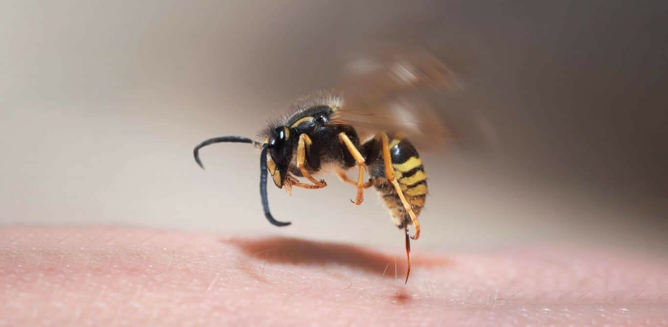 Eine Wespe im Anflug zum Stechen