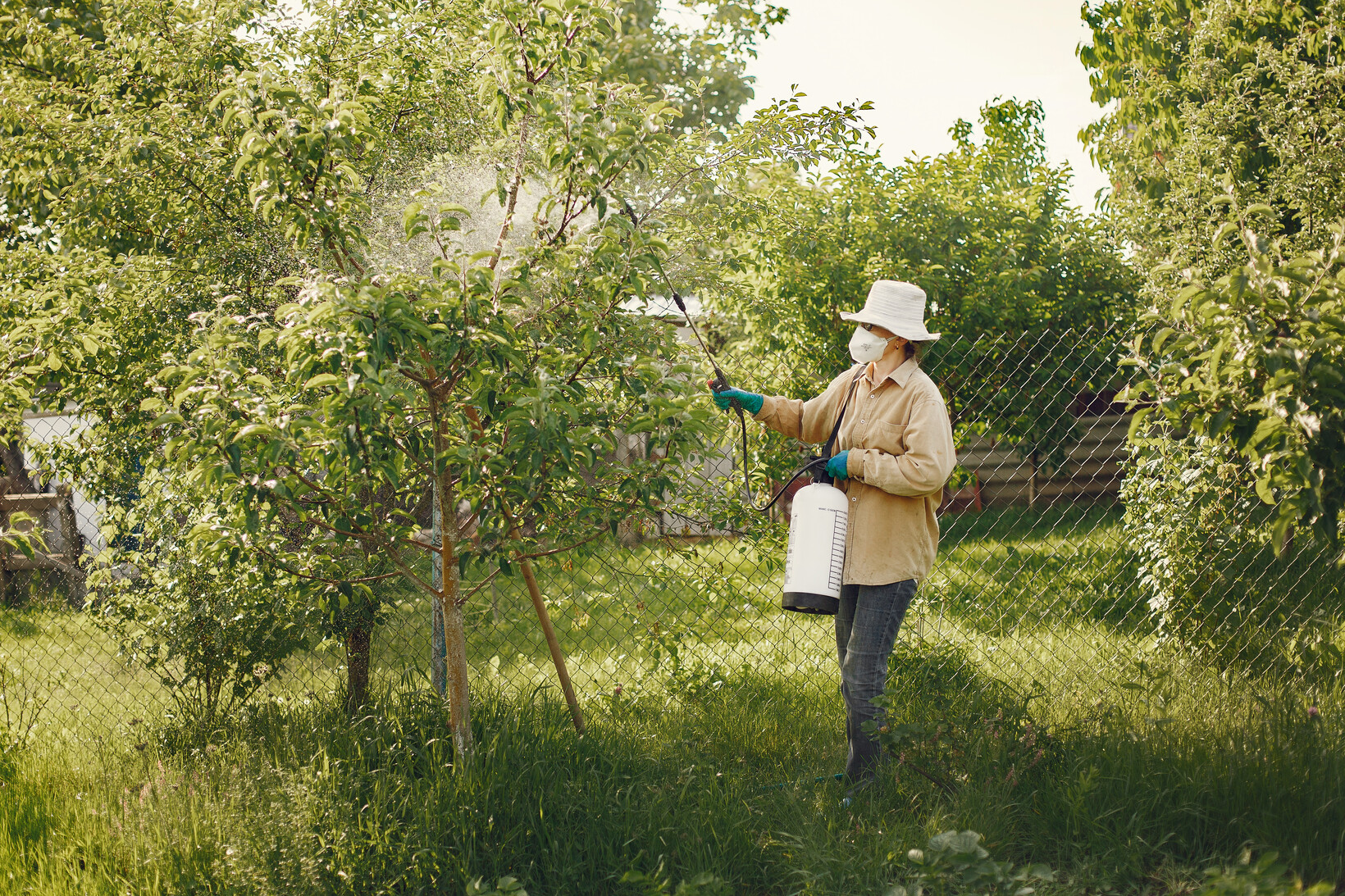 Woman in hat and mask spraying a tree in a garden with pesticides