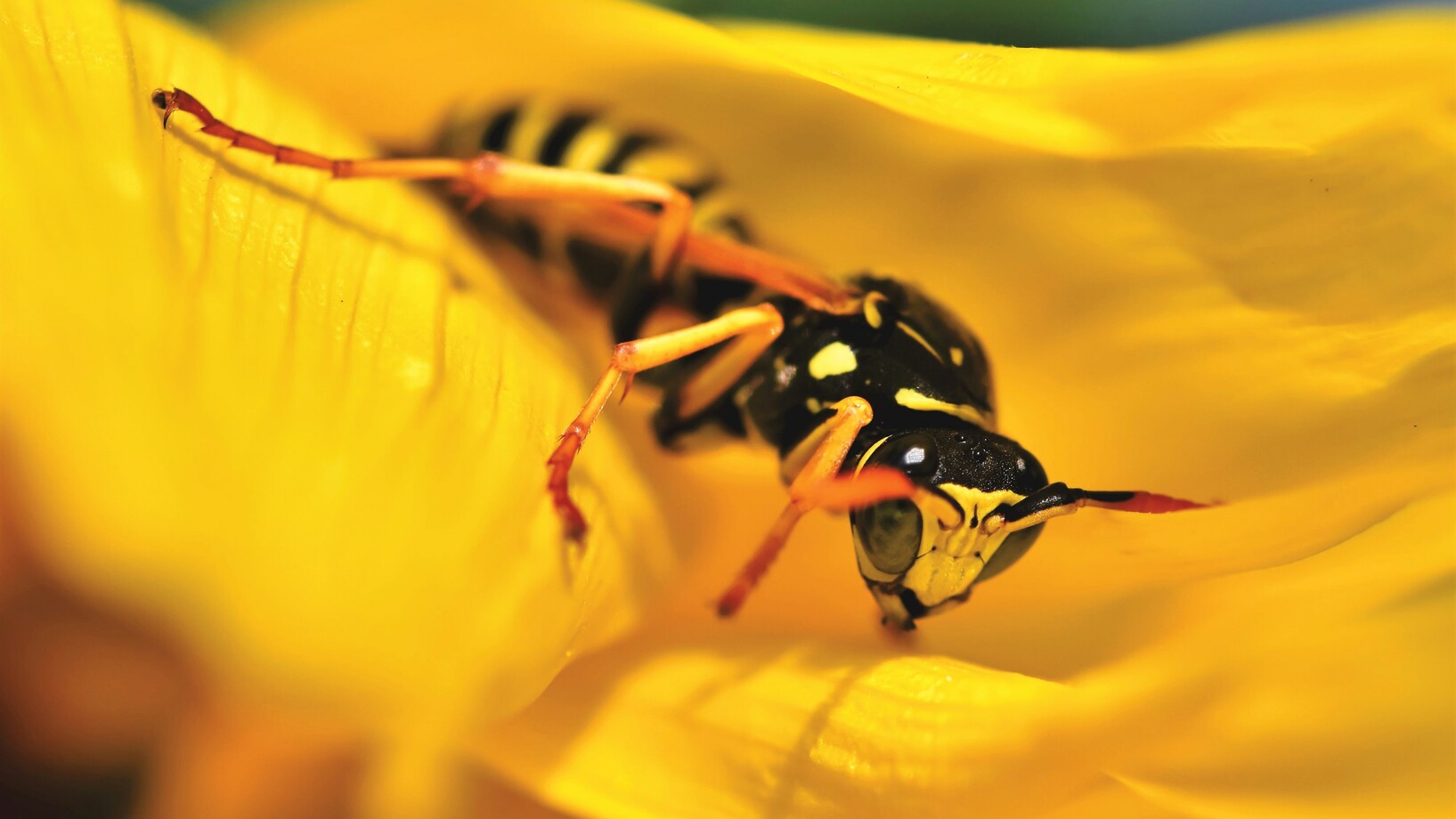 Close up photo of wasp on yellow flower