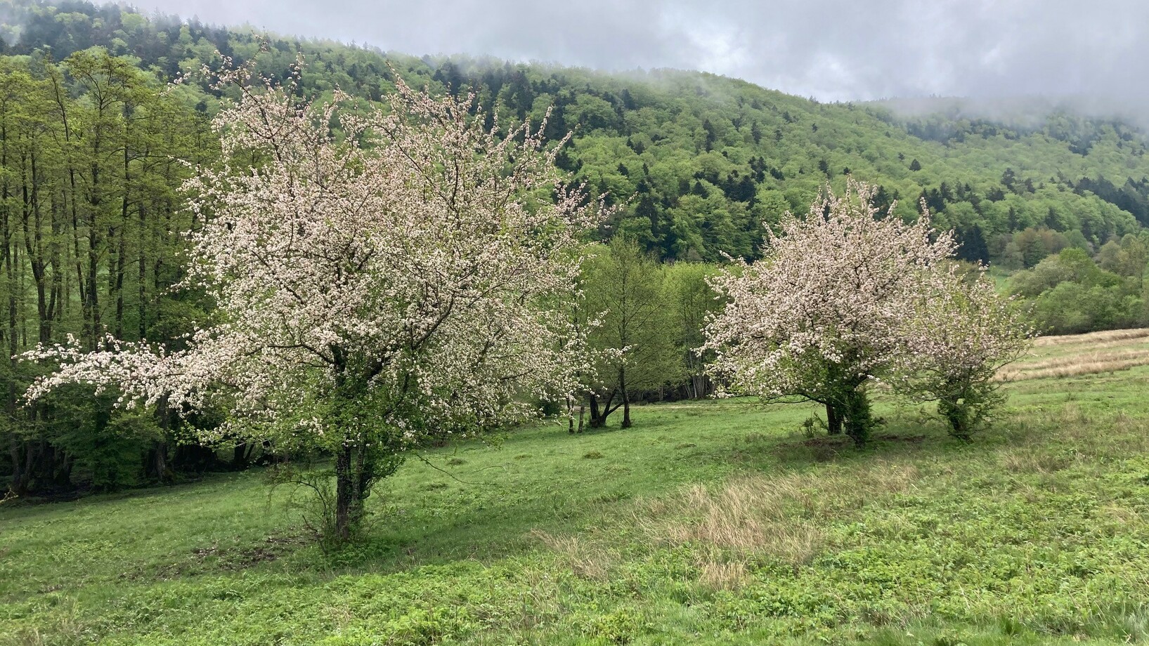 Blühende Kirschbäume 