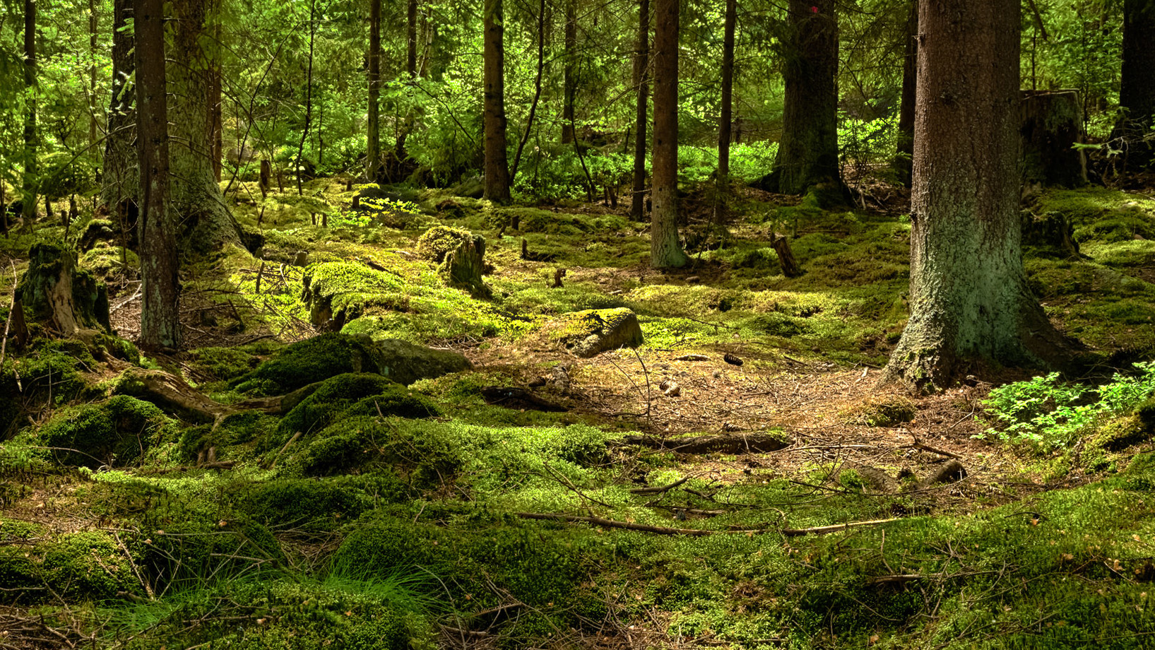 Das Bild zeigt einen Wald und Moos